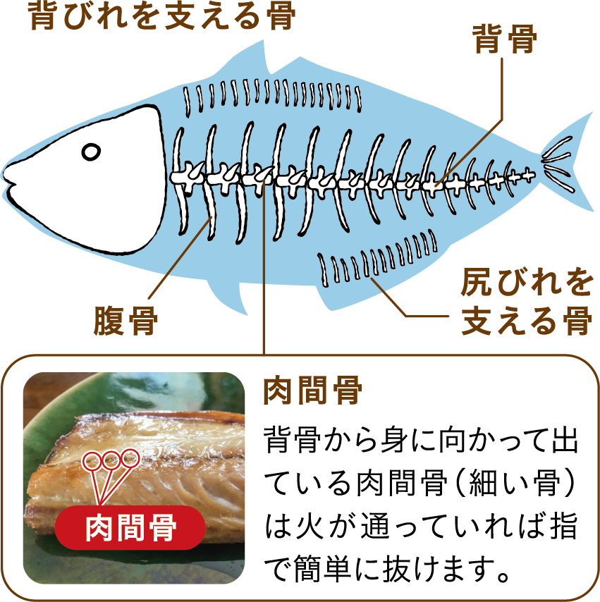 魚の骨の紹介