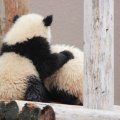 【ママの掲示板】症状が嘔吐だけの、アレルギーってありますか？