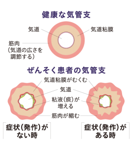 健康な器官支