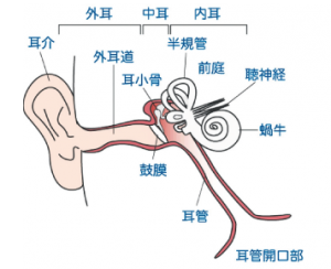 耳の構造
