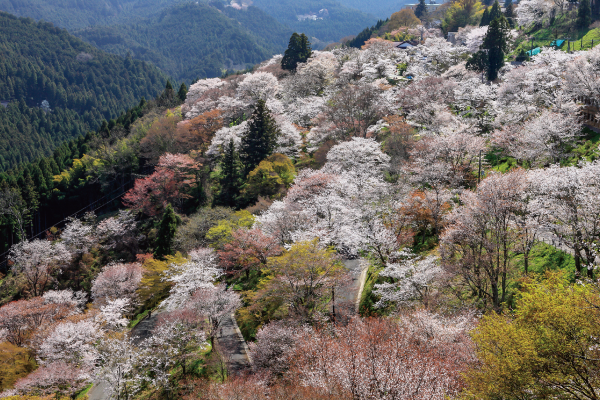 吉野山ロープウェイ