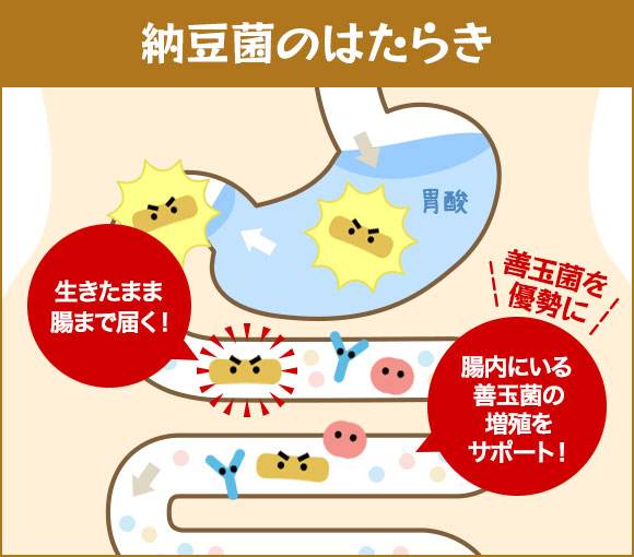 こな納豆