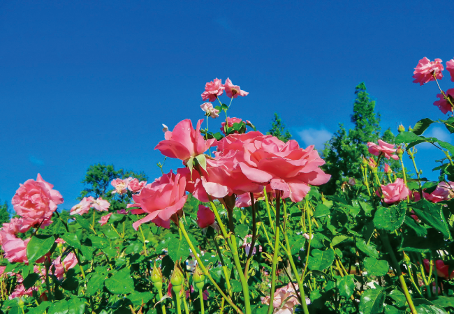 小牧市総合公園市民四季の森