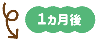 1か月後
