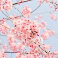 入学式に母親が着るべき服装とは？アラフォーママにぴったりのコーデも紹介！