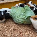 【九州ママおすすめ】かわいい動物に癒される 動物園がある施設５選