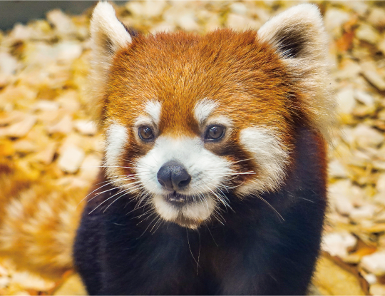 東山動物公園