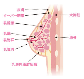 乳腺炎