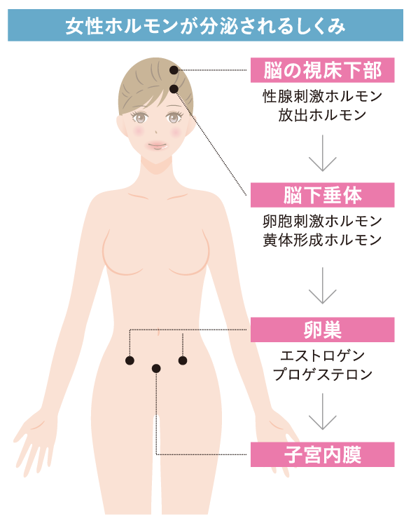女性ホルモン分泌