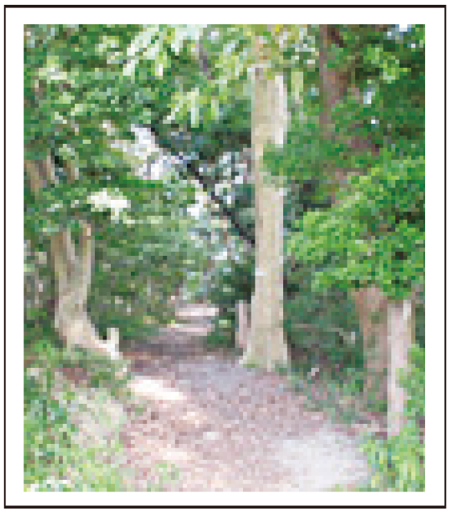 鹿部山公園 鹿部山公園