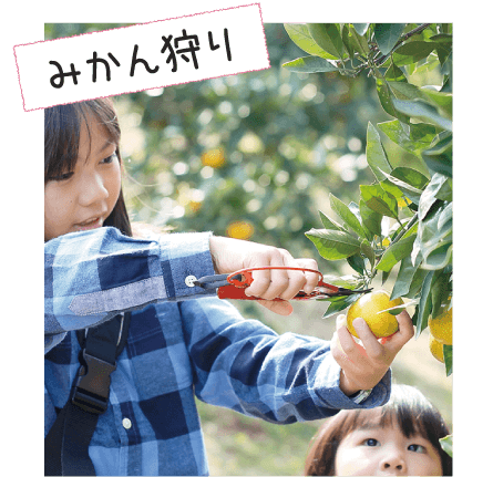 みかん狩り