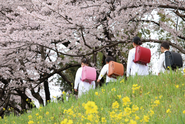 樋口鞄工房＿桜とランドセル