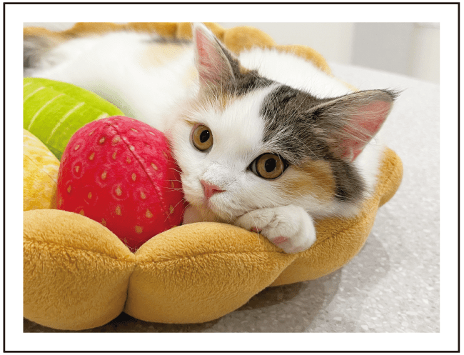 リトルトリップー猫カフェMEOW