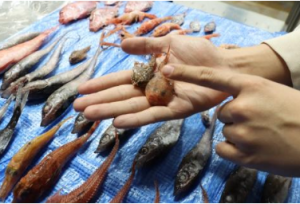 深海生物タッチ