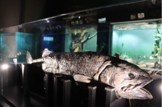 ヨコヅナイワシの「プラスティネーション標本」