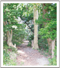 鹿部山公園